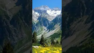 From the flower fields to the mountain peaks | Mountain Wildflowers Part 2 #mountainview #flowers