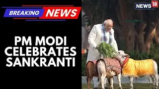 Makar Sankranti 2026 | PM Modi Celebrates Sankranti, Feeds Cows At 7LKM | News18