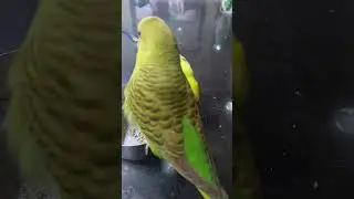 Budgies Parrot 🦜 #birds #lovebirds #budgies #beautiful #parrot #parrots #shorts #parakeet  @nkmbirds