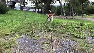 Slow motion Basset Action