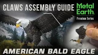American Bald Eagle &ndash; Claws Assembly Guide