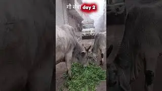 गौ सेवा day 2 #viral #gouseva #youtube #youtubeshorts #trending #youtuber 