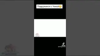 подружился с Чикой