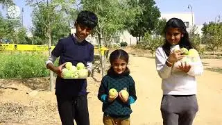 Guava Picking Festival | Fun For All | Bahria Town Karachi