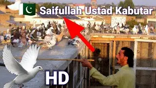 Saifullah Ustad Kabutar Video Catch Lovely Pigeons | Kabutar Pakarne Ki Muqabla 