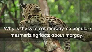 Why is the wild cat margay so popular?||mesmerizing facts about margay!