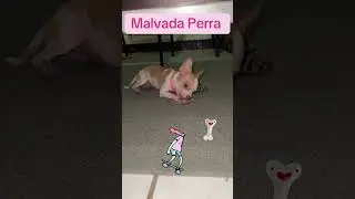 Malvada Perra 🐶😎