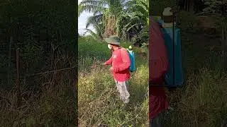 Herbisida bahan aktif amonium glufosinat untuk rumput lulangan dll. #petani #sharing #edukasi