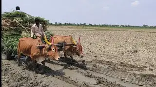 Bullock Cart stuck with mud | drive stunt in Bullock Cart agriculture land | supporting farmers