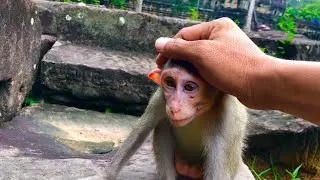 Pitiful orphan baby monkey staying alone.
