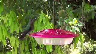 BIRDS at Asa Wright Nature Centre #Trinidad