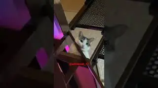 JJ dulu gaizz #trending #short  #kucinglucu #cat #winterfamily