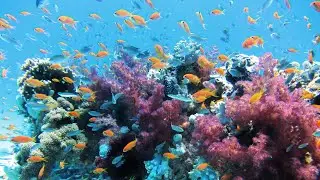Using corals to study our oceans&rsquo; past