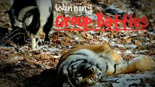 Winning Group Battles️ — Wild Animals Online