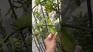 Follow up from my Ampy! 🥬🥦🥒🍆 #youtubeshorts #shorts
