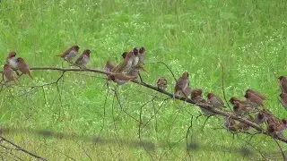 Flock behavior: river terns and spotted munias