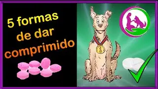 Como dar remédio (comprimido) para seu cachorro