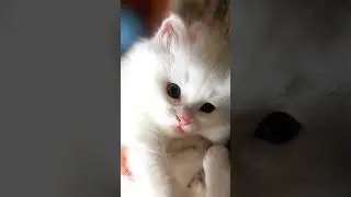[Video] Kitten playing sleeps