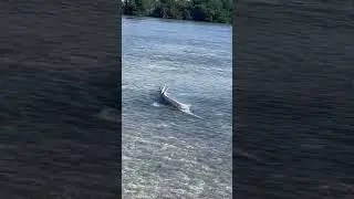 Sick sawfish spotted near Geiger Key, as mysterious deaths continue