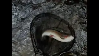 fly fishing a 3lb wild rainbow trout, landing in tangled branches, catch and release