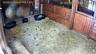 Goldy's  Chaos Hill 949am Willow in Turkey pen  132026