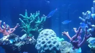 Ostorhinchus parvulus   Rotfleck Kardinalbarsch