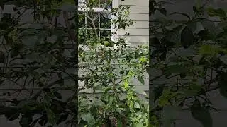 Lemons - Container Grown🍋💚💛💚 #gardening #lemon tree
