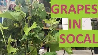 GARY&rsquo;S GUIDE TO GROWING GRAPES | LIVESTREAM