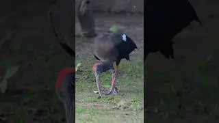 #birdsofparadise #birds_captures In Search of Delights: The Indian Black Ibis Hunting Expedition
