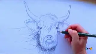 How to draw a Bull.Step by step.
