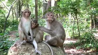 Discovering unique monkey behaviors across different