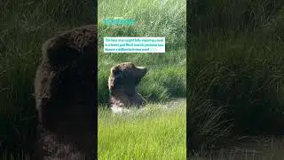 Bear Bath Time