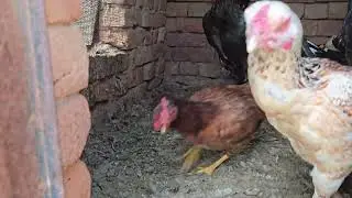 Chickens 🐔 Morning Rush| Organic Poultry Raising
