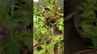 Mini Garden #viralshort #garden #creativegarden #creativegardening #gardenplants #gardenideas