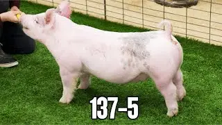 137-5 Blue Gilt