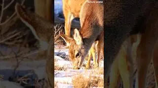 Animals #4kwildlife #nature #wildlife4k #wildanimals #animals #birds #amazon