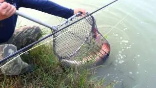 Fly Fishing Arapaima- Predators Fishing Bkk Fishing Tour- BKKGUY