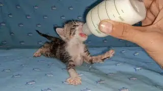 Orphan Kitten Bottle Feeding in Foster Mom Cat&rsquo;s Lap 🍼😿 ~ Tiny Little Kitten Rescue