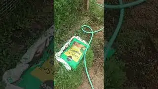 Colorado outdoor marijuana garden update 2025