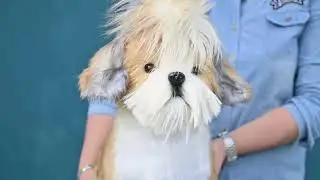 Wag Pillow - Custom Stuffed Clone of your Pet Amazing Gift