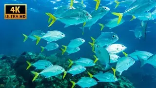 Deep Ocean Flow | Water Sounds & Marine Life | 4K Soothing Video