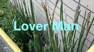 Lover Man(Cover） Jimmy Davis,Roger Ramirez,James Sherman