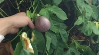 Passion Fruit Harvest Pt.1