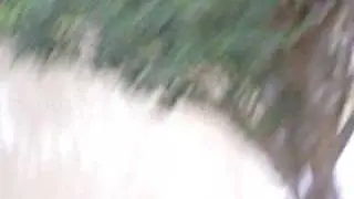 SDC12949