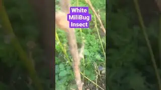 White milibug insect 🕷 || MealyBug pest in vegetable || ladifinger insect || aphids for vegetable