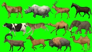 Animals green screen running | Animals zoo stampede  | Green screen running animals 