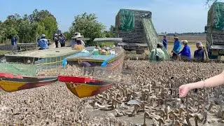 Full video of the arduous journey of transporting duck onto trucks and then onto ships for migration