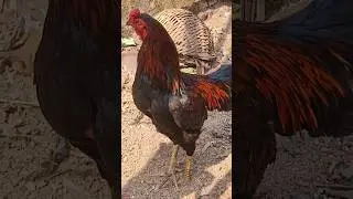Rooster morning sound #crowing #rooster #chicken