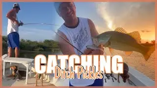 Dockside TV 'Catching Ditch Pickles'