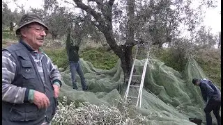 APANHA DA AZEITONA GALEGA MODO TRADICIONAL ORTIGA - MAÇÃO PORTUGAL